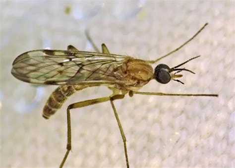 The Fascinating Role of the Mysterious Onyx Gnat in Dreams