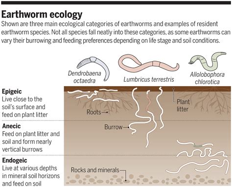 The Fascinating Significance Portrayed by Various Species of Living Worms in Dreamscapes