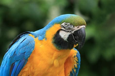 The Fascinating Significance of Parrots in the Analysis of Dreams