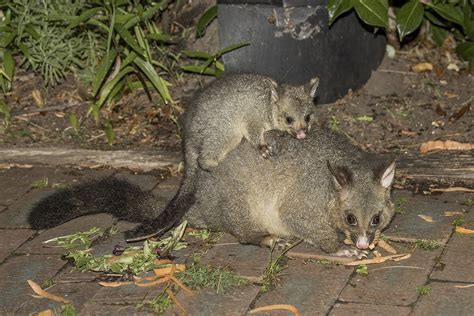 The Fascinating Social Behavior of Affable Marsupials