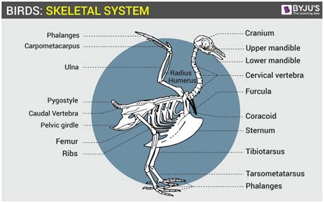 The Fascinating Structure and Function of Avian Skeletal System