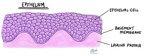 The Fascinating Symbolism of Cavities in the Epidermis