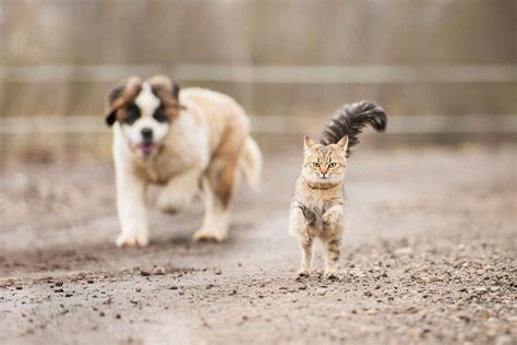 The Fascinating Symbolism of a Canine Pursuing a Feline