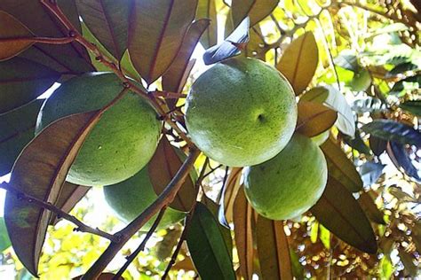 The Fascinating Tale of Star Apple: A Truly Delightful Fruit