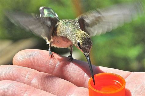 The Fascinating Technique of Hand-Feeding Delicate Hummingbirds