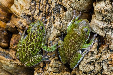 The Fascinating Traits and Behaviors of the Emerald Tree Frog