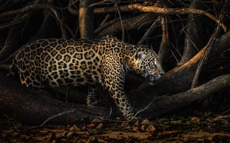 The Fascinating Vision of Being Pursued by a Jaguar