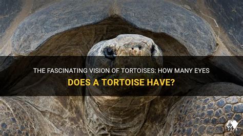 The Fascinating Vision of a Serpent Tortoise: Decoding its Significance and Interpretation