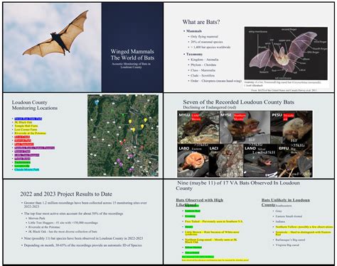 The Fascinating World of Bat Nourishment