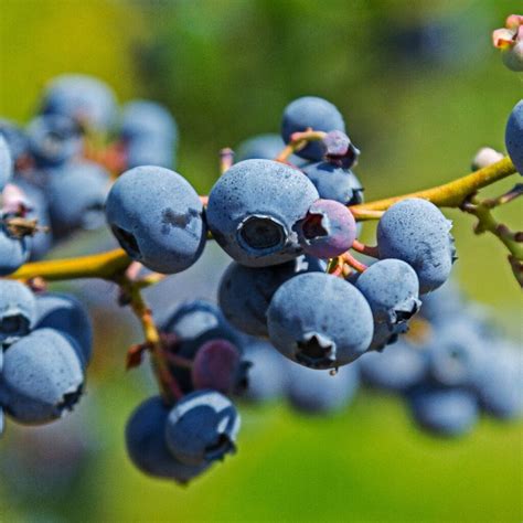 The Fascinating World of Blueberries: Exploring Their Varieties and Unleashing the Potential of Bountiful Blueberries