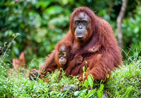 The Fascinating World of Young Orangutans