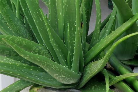 The Fascination with Aloe Vera for Consumption: Health Trend or Risky Belief?