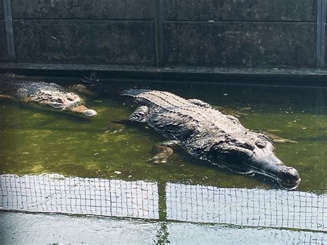 The Fascination with Enormous Reptiles