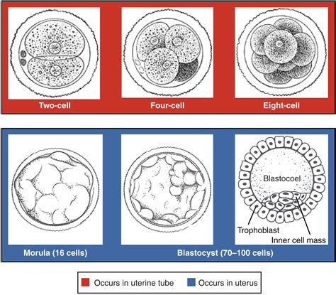 The Fragmented Ovum as a Reflection of Inner Turmoil