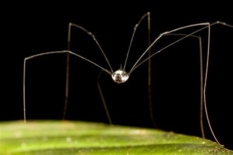 The Future Challenges for Daddy Long Legs and their Conservation