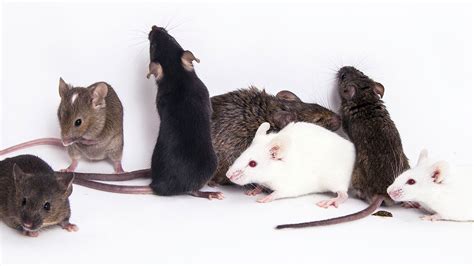 The Future of Cognitive Studies in Rodents: Promising Prospects