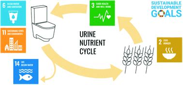 The Future of Urine Research and Its Potential Benefits