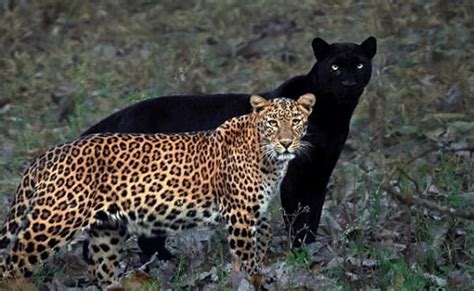 The Future of the Elusive Melanistic Panther: Optimism or Mirage?