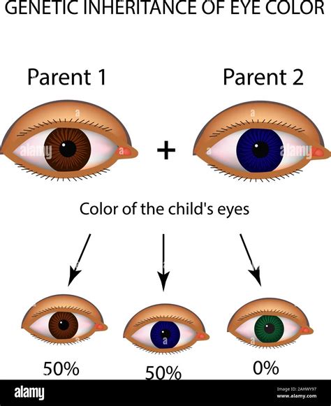 The Genetic Influence on Eyesight