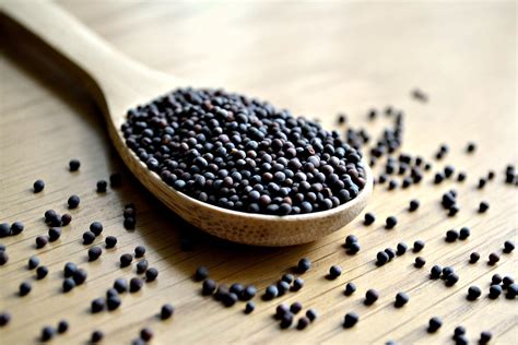 The Global Expansion of Black Mustard Seeds