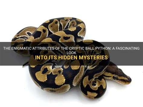 The Golden Python: An Enigmatic and Fascinating Being