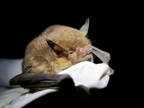 The Grey Bat: A Cryptic Being