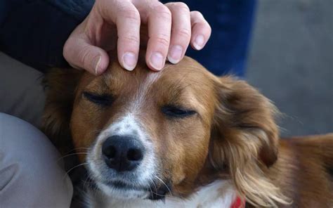 The Healing embrace of Canine Affection: Unveiling the Key to Restful Slumber and Alleviating Tension