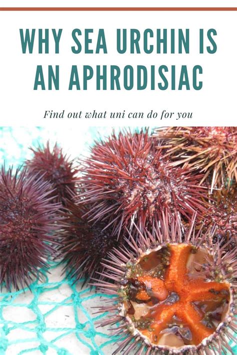 The Health Benefits of Enjoying Sea Urchins