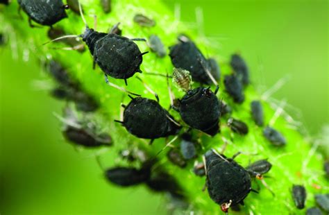 The Hidden Face of an Aphid’s Residence: Trickery and Conflict