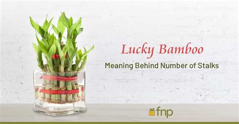 The Hidden Meanings of Green Bamboo: Unveiling the Symbolism Behind this Luxuriant Plant