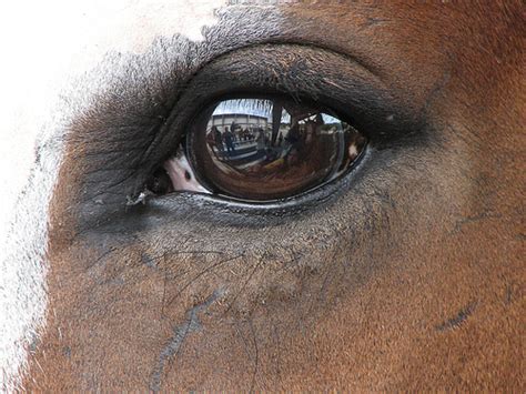 The Hidden Messages Behind Equine Dreams: Power and Metamorphosis