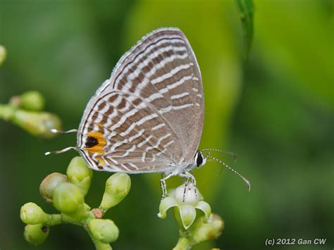 The Hidden Significance of Dreaming about a Cerulean Butterfly