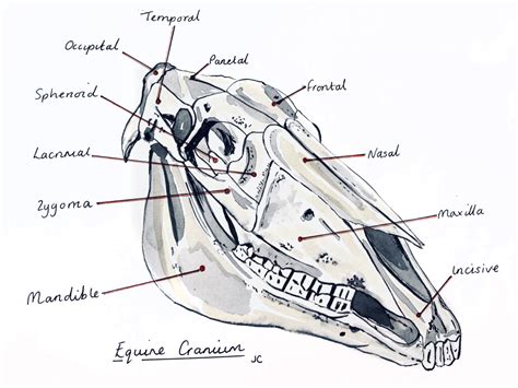 The Hidden Significance of Dreams Featuring a Equine Cranium