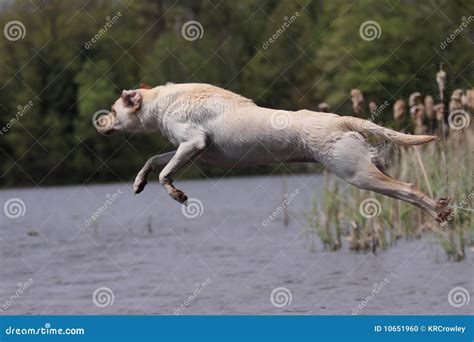 The Hidden Significance of a Canine Leaping Across a Perimeter