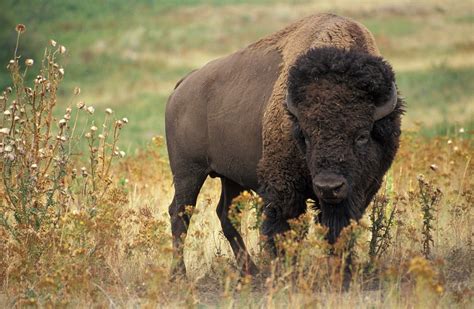 The Historical Significance of Bison in Native American Culture