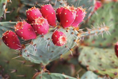 The History and Origin of Cactus Fruit