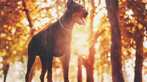 The History and Origin of Doberman Pinschers