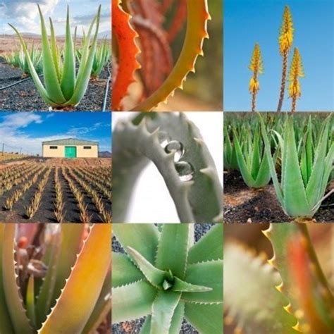 The History and Origins of Aloe Vera