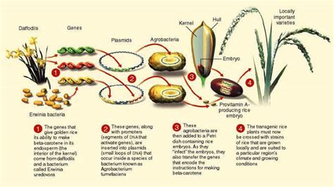 The History and Origins of Golden Grain Delicacy