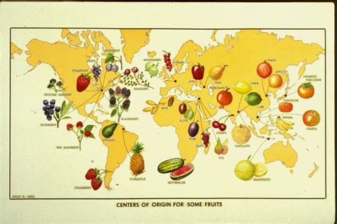 The History and Origins of the King of Fruits