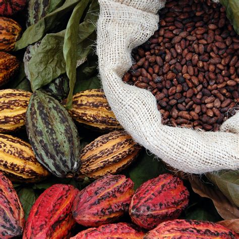 The History of Chocolate: From Ancient Mayans to Modern Treats