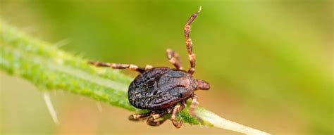 The Hitchhikers of our Subconscious: Understanding the Parasitic Symbolism of Ticks in Dreams