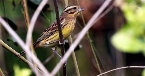 The Hope of Rebirth: Reviving Defunct Avian Populations