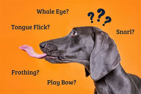 The Imagination of a Canine Communicator