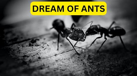 The Impact of Ant-Related Dreams on Mental Well-being