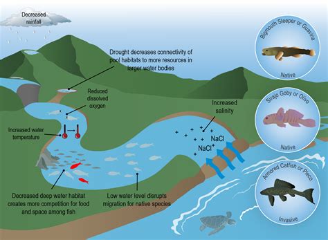 The Impact of Cleaner Fish on Aquatic Ecosystems