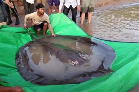 The Impact of Climate Change on Enormous Stingrays