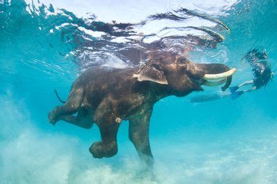 The Impact of Dream Elephants Engaging in Aquatic Activities