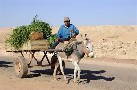 The Impact of Dreams Featuring Donkey Carts on Personal Development