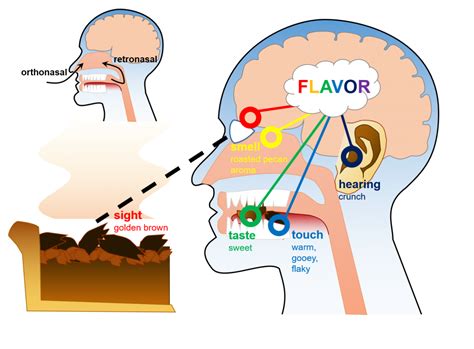 The Impact of Dreams on our Perception of Food